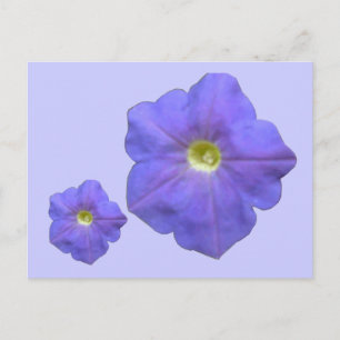 Blue Petunias Postcard
