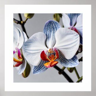 Blue Phalaenopsis Orchids Art Prints