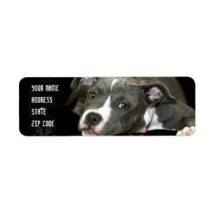 Blue pitbull puppy address labels