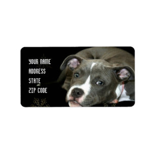Blue pitbull puppy address labels