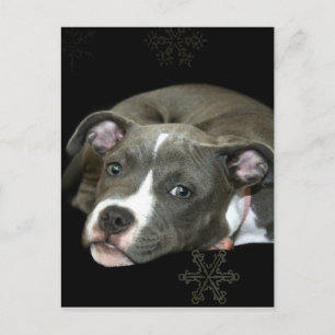 Blue Pitbull Puppy Postcard