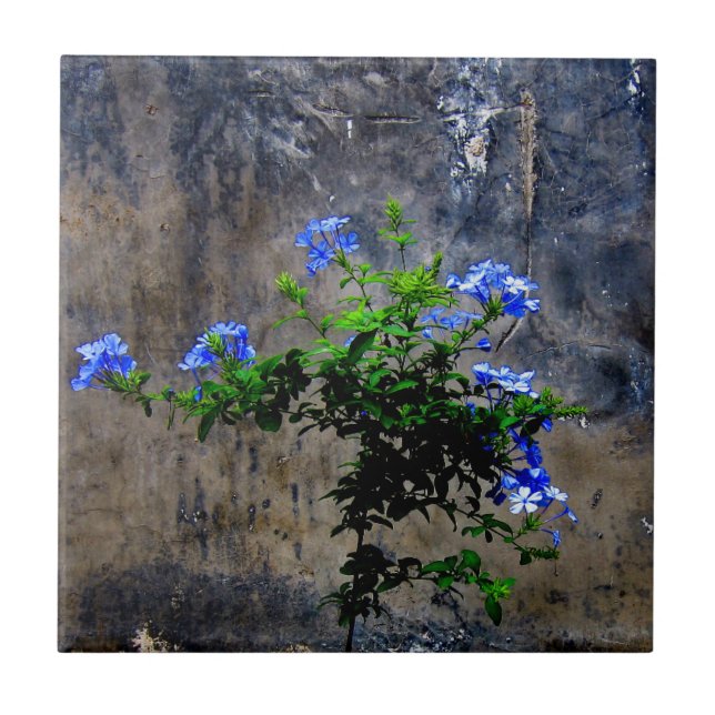 Blue Plumbago Ceramic Tile (Front)