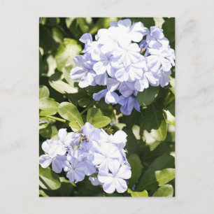 Blue Plumbago Flower Photo Postcard