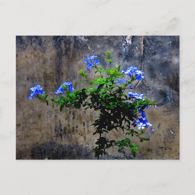 Blue Plumbago Flower Postcard (Front)