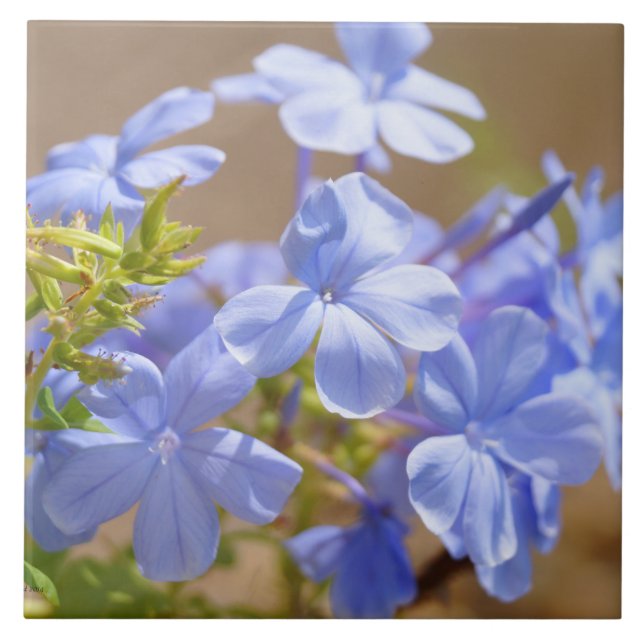 Blue Plumbago flowers Tile (Front)