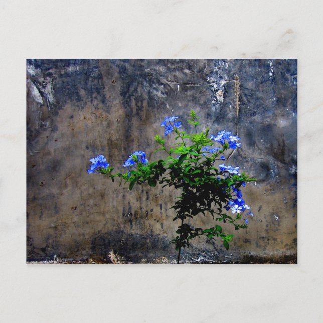 Blue Plumbago Postcard (Front)