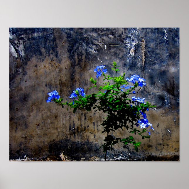 Blue Plumbago Poster (Front)