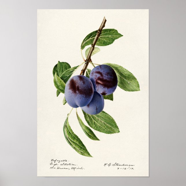 Blue Plums (Prunus Domestica) Fruit Painting Poster (Front)