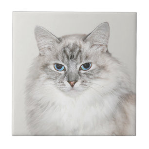 Blue point Himalayan cat Ceramic Tile