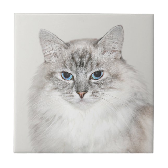 Blue point Himalayan cat Ceramic Tile (Front)