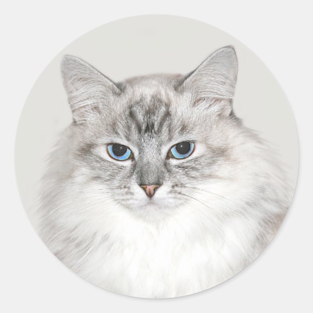 Blue point Himalayan cat Classic Round Sticker (Front)