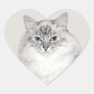 Blue point Himalayan cat Heart Sticker
