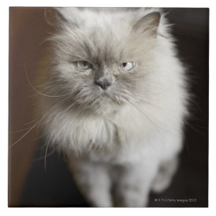 Blue Point Himalayan Cat looking irritated Ceramic Tile