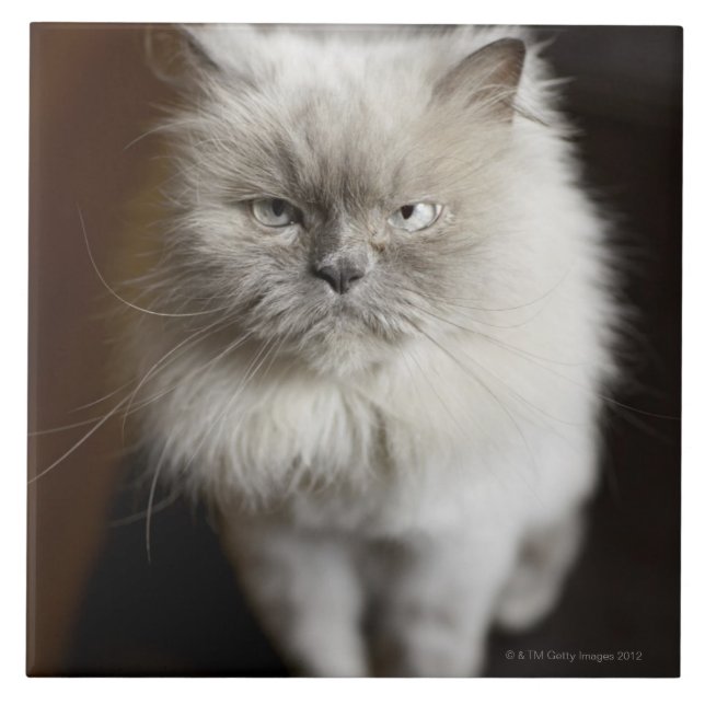 Blue Point Himalayan Cat looking irritated Ceramic Tile (Front)
