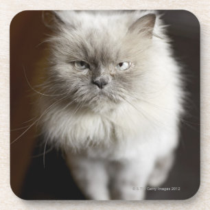 Blue Point Himalayan Cat looking irritated Coaster