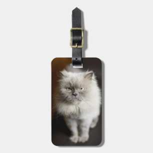 Blue Point Himalayan Cat looking irritated Luggage Tag