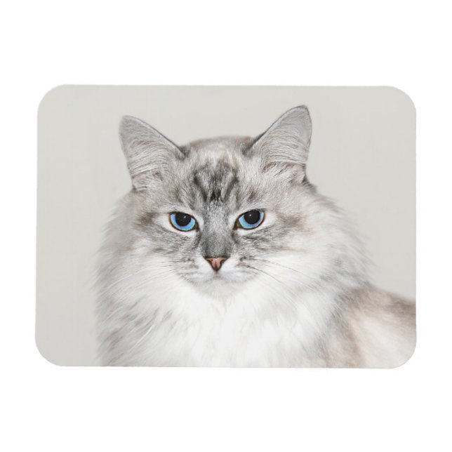 Blue point Himalayan cat Magnet (Horizontal)