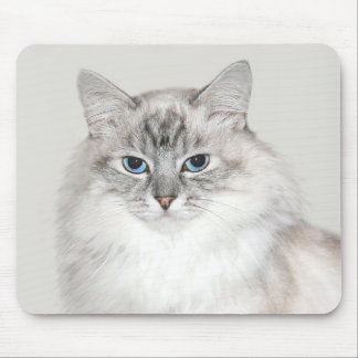 Blue point Himalayan cat Mouse Pad