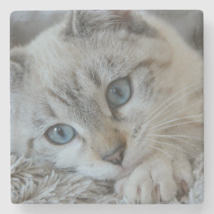 Blue Point Siamese Cat Stone Coaster
