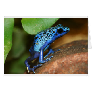 blue poison arrow frog