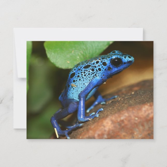 blue poison arrow frog (Front)