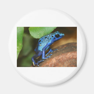 blue poison arrow frog magnet