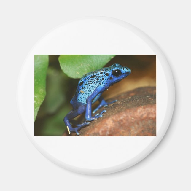 blue poison arrow frog magnet (Front)