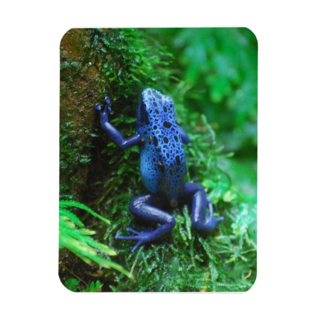 Blue Poison Arrow Frog Magnet (Vertical)