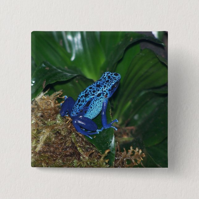 Blue Poison Arrow Frog Portrait 15 Cm Square Badge (Front)