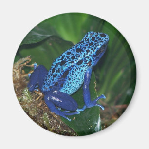 Blue Poison Arrow Frog Portrait Magnet