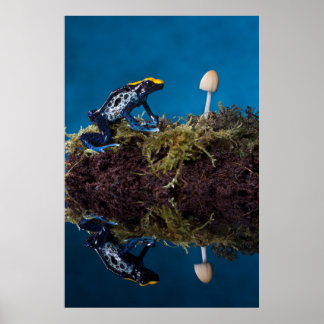 Blue poison dart frog and mushroom poster