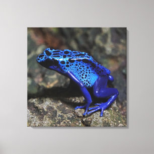 Blue Poison Dart Frog, Bright Blue Frog Canvas Print