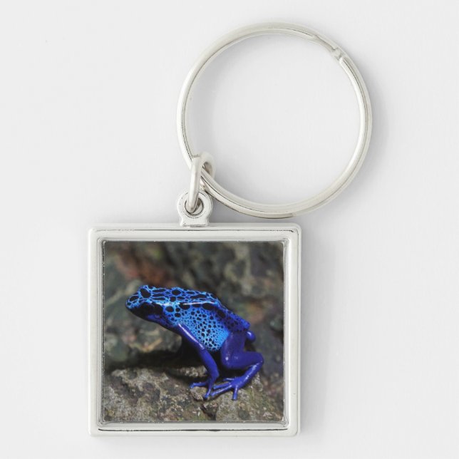 Blue Poison Dart Frog, Bright Blue Frog Key Ring (Front)