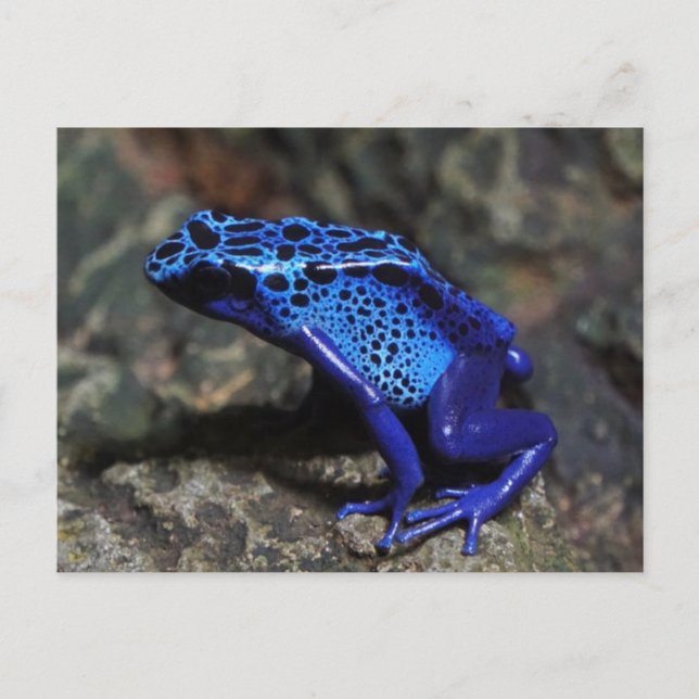 Blue Poison Dart Frog, Bright Blue Frog Postcard (Front)