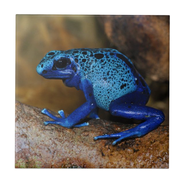 Blue Poison Dart Frog Dendrobates Azureus Tile (Front)