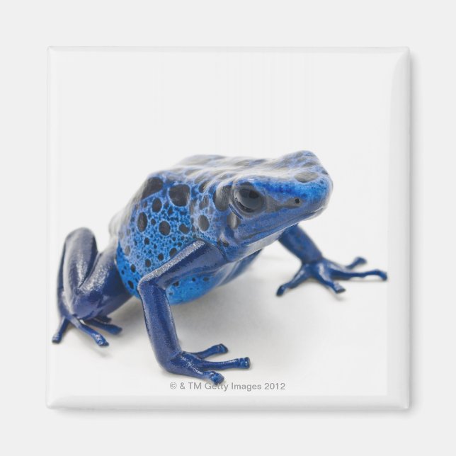 Blue Poison Dart Frog (Dendrobates Tinctorius) Magnet (Front)