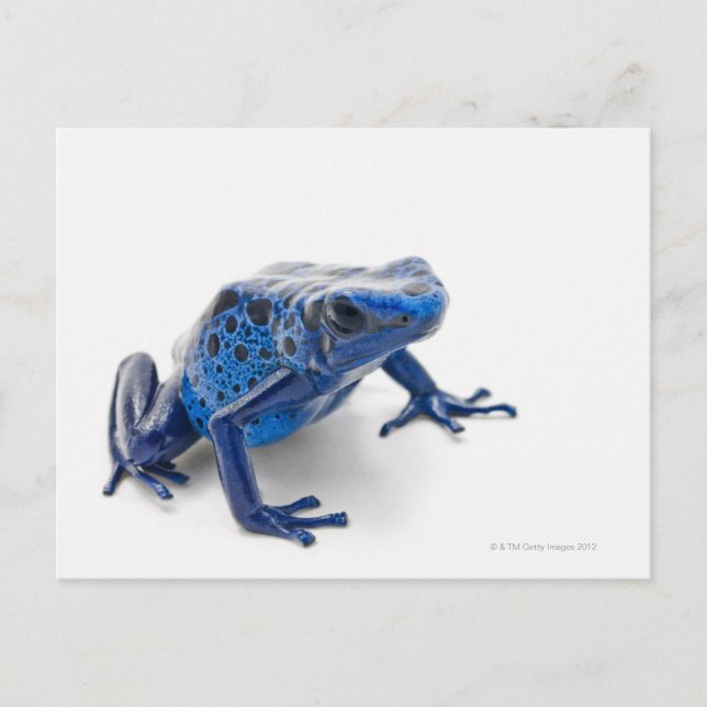 Blue Poison Dart Frog (Dendrobates Tinctorius) Postcard (Front)
