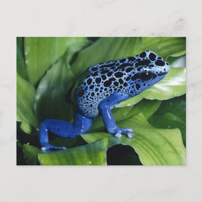 Blue Poison Dart Frog Postcard (Front)