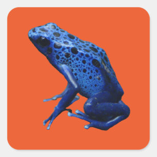 Blue Poison Dart Frog Square Sticker