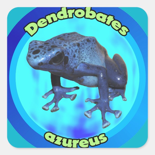 Blue poison dart frog. square sticker (Front)