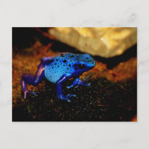 Blue Poison Frog Postcard