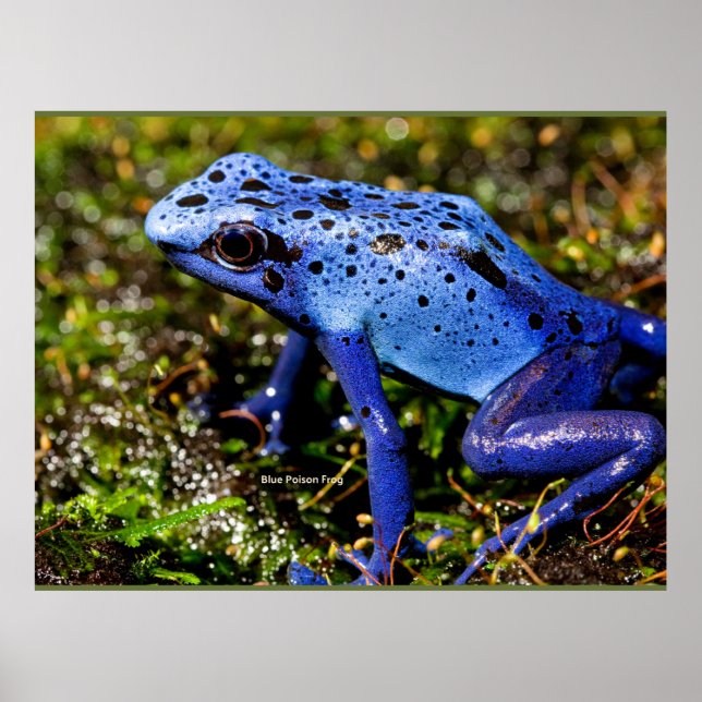 Blue Poisonous Dart Frog Poster (Front)