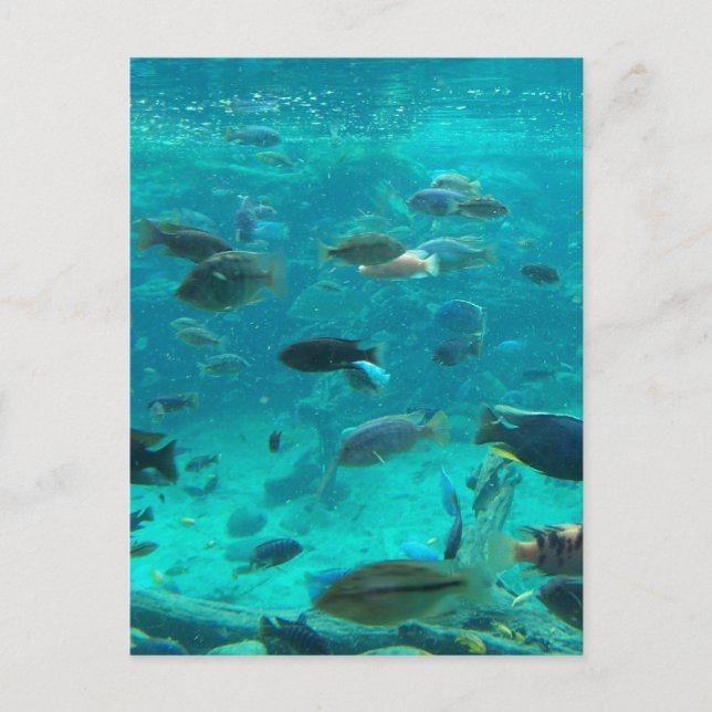 Blue pool of cichlids swimming around design postcard (Front)