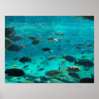 Blue pool of cichlids swimming around design