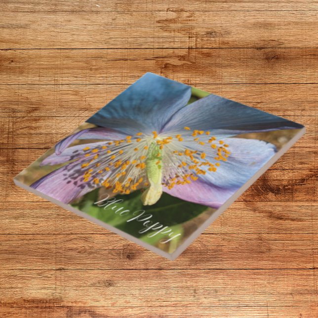 Blue Poppy Bloom Floral Ceramic Tile (In Situ)