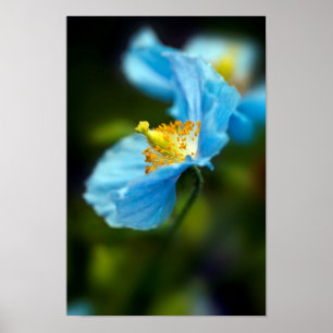 Blue Poppy flower Poster