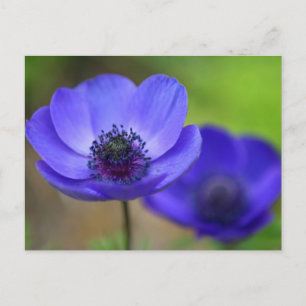 Blue Poppy Flowers Save The Date Announcement Postcard