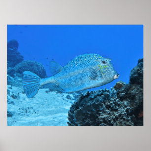 Blue Poster