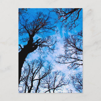 BLUE POWER OF TREE POSTCARD