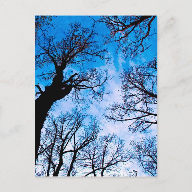 BLUE POWER OF TREE POSTCARD (Front)